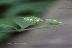 Hyptis capitata